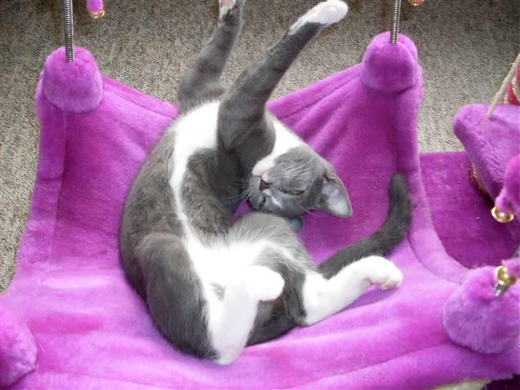 Blanding af racer bølle billede 16