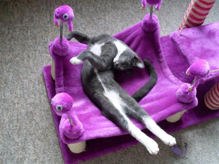 Blanding af racer bølle billede 17