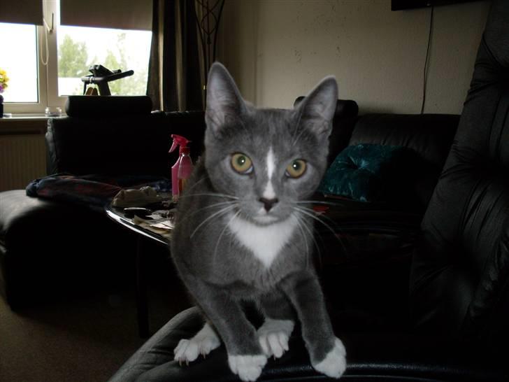 Blanding af racer bølle billede 18