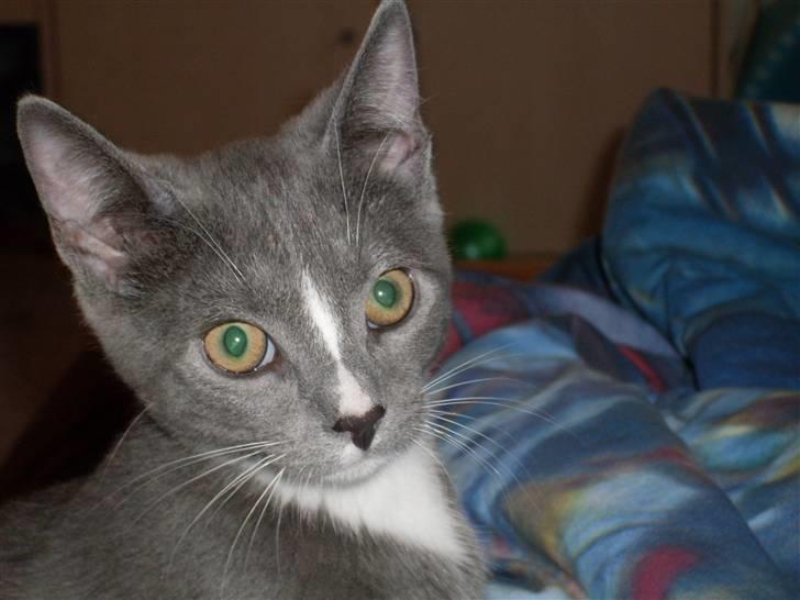 Blanding af racer bølle billede 19