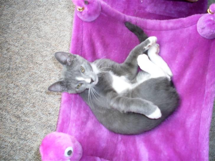 Blanding af racer bølle billede 20