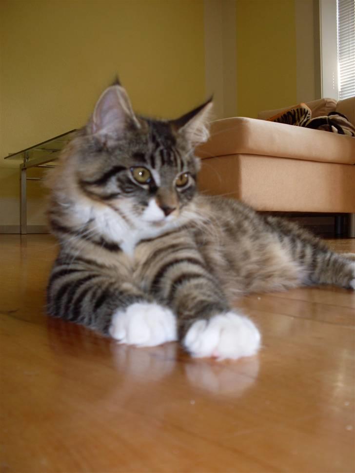 Norsk Skovkat Jackie - Her ligger den flotte og slapper af.  billede 1