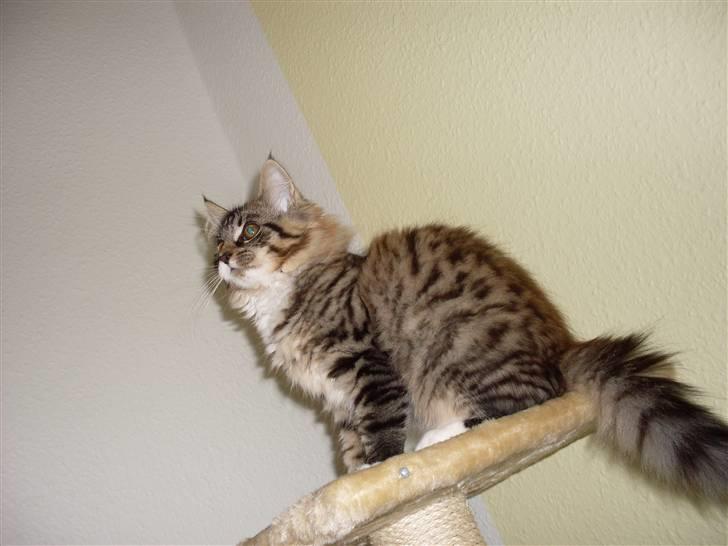 Norsk Skovkat Jackie - Hun er stolt over sin katteborg. billede 2