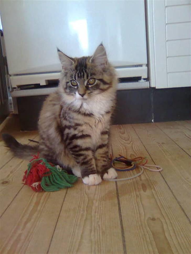 Norsk Skovkat Jackie - Et billede vi fik af hende fra den gamle ejer.  billede 3