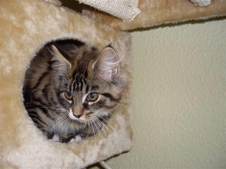 Norsk Skovkat Jackie - Leger gemme.  billede 4