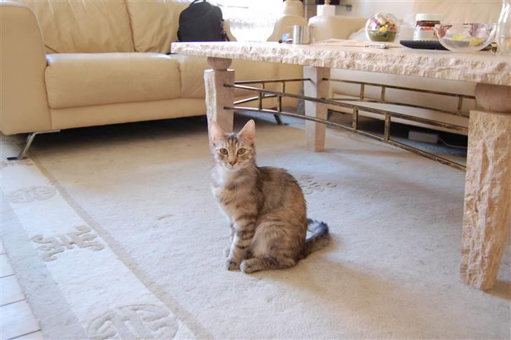 Blanding af racer Figaro billede 12