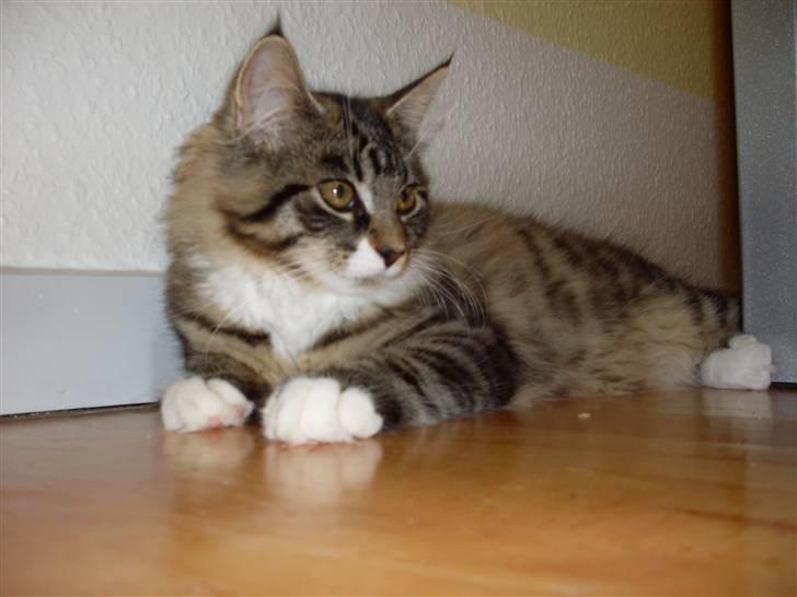 Norsk Skovkat Jackie - Her ligger hun og nyder det.  billede 5