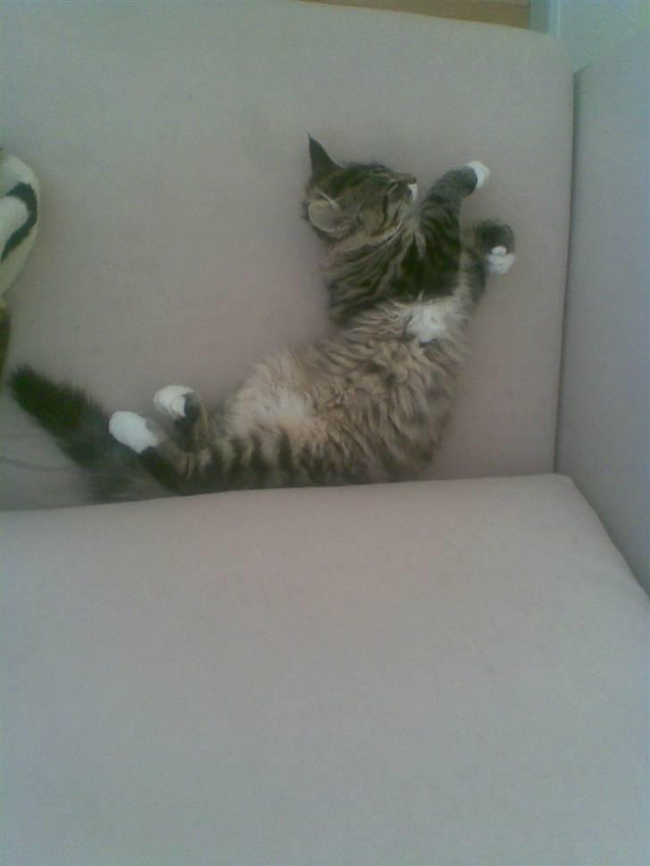 Norsk Skovkat Jackie - Hun ligger og sover på de mest mærkeligste måder .  billede 6