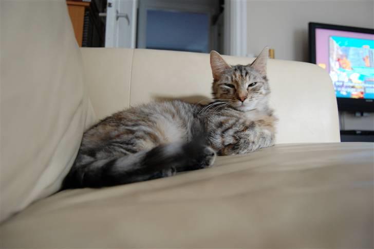 Blanding af racer Figaro billede 14