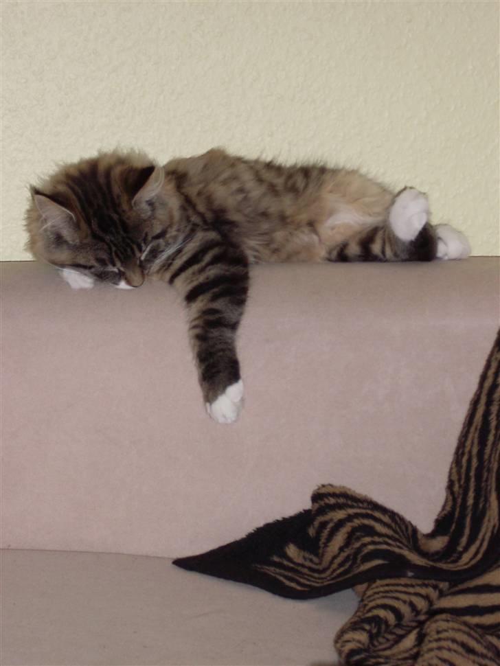 Norsk Skovkat Jackie - Hun ser så sød ud når hun sover.  billede 7