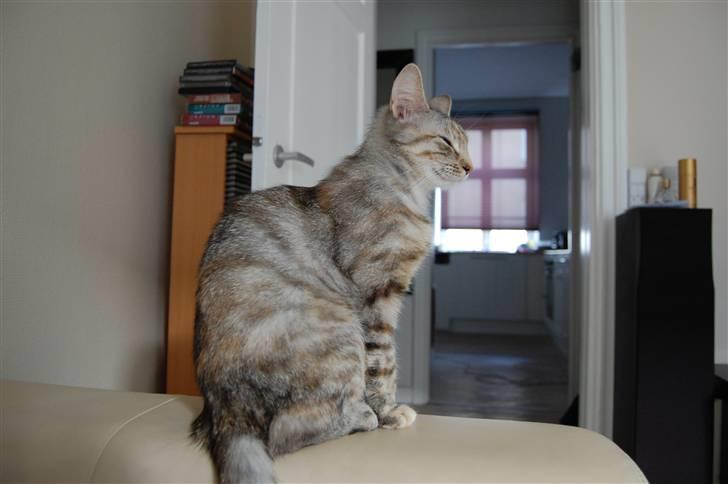 Blanding af racer Figaro billede 15