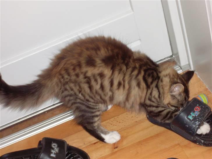 Norsk Skovkat Jackie - Så har hun gang i mors klipklapper ..  billede 8