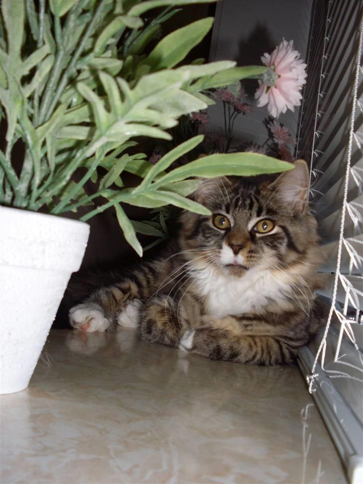 Norsk Skovkat Jackie - Der ligger hun i vindueskarmen og gemmer sig bag blomsterne.  billede 9