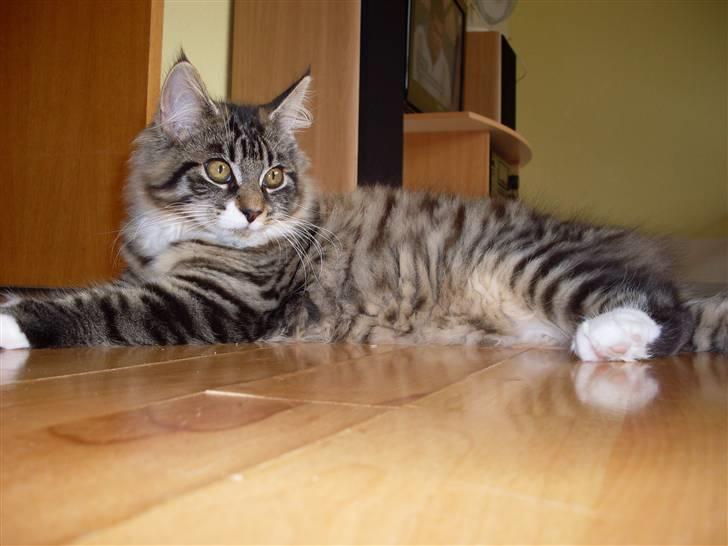 Norsk Skovkat Jackie - Så slapper hun af, efter at have leget.  billede 10