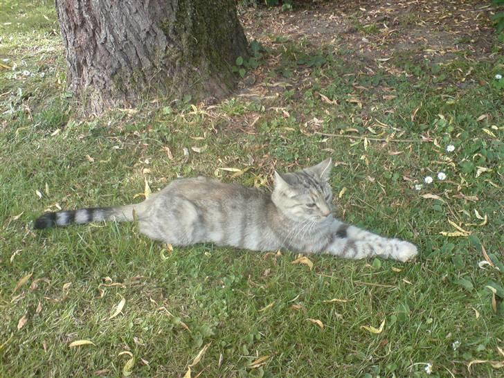 Blanding af racer Figaro billede 19