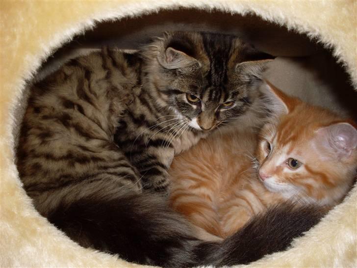 Maine Coon Buller (Butler) - Her ligger han med sin legekammerat.  billede 7