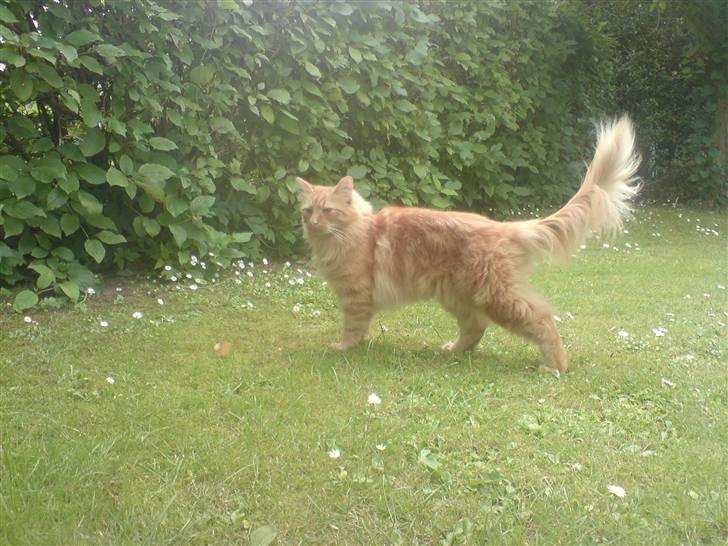 Blanding af racer Fanta (min fars) billede 1