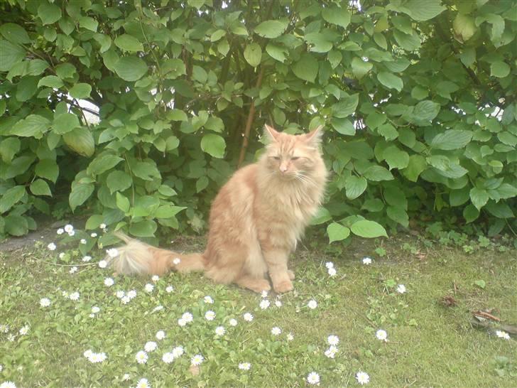 Blanding af racer Fanta (min fars) billede 2