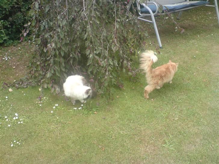 Blanding af racer Fanta (min fars) billede 3