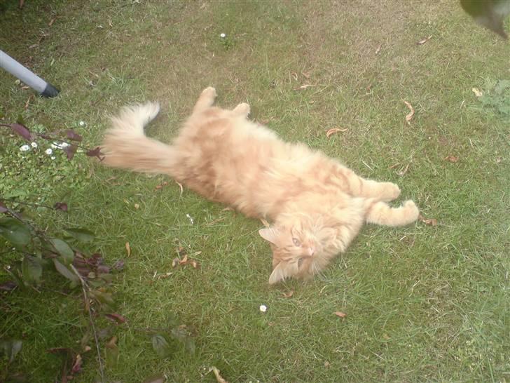 Blanding af racer Fanta (min fars) billede 4