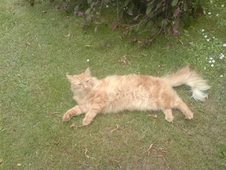 Blanding af racer Fanta (min fars) billede 5