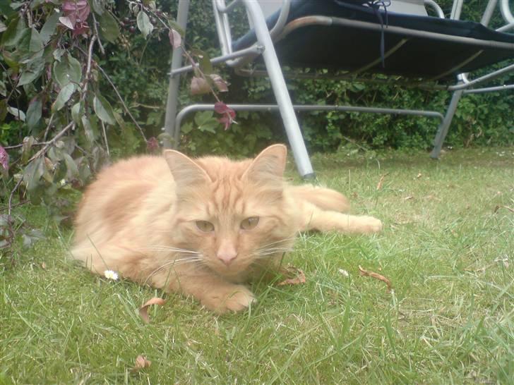 Blanding af racer Fanta (min fars) billede 6