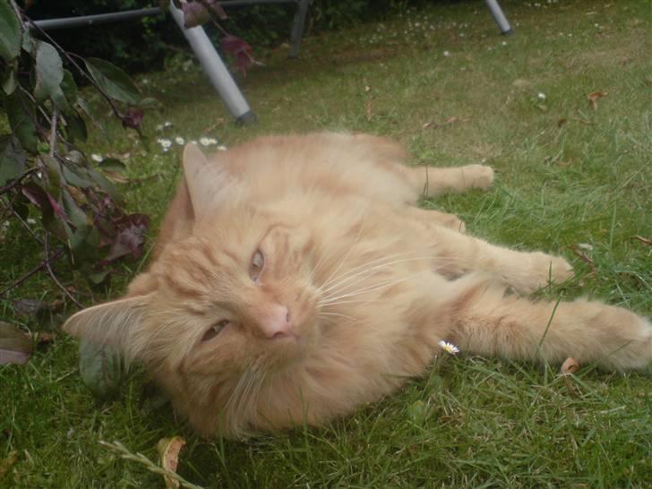 Blanding af racer Fanta (min fars) billede 7