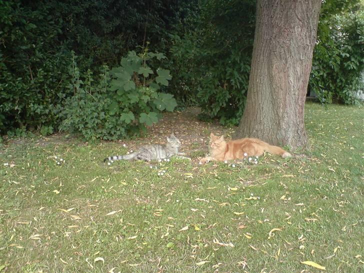 Blanding af racer Fanta (min fars) - Søster og bror. billede 8
