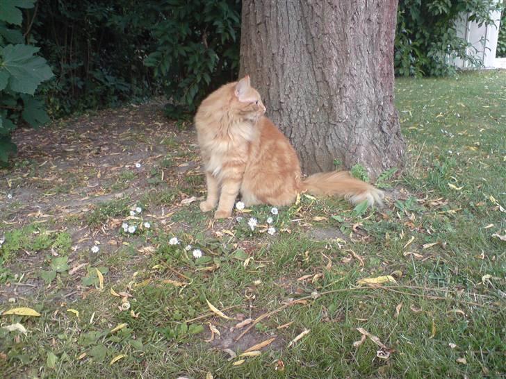 Blanding af racer Fanta (min fars) billede 9