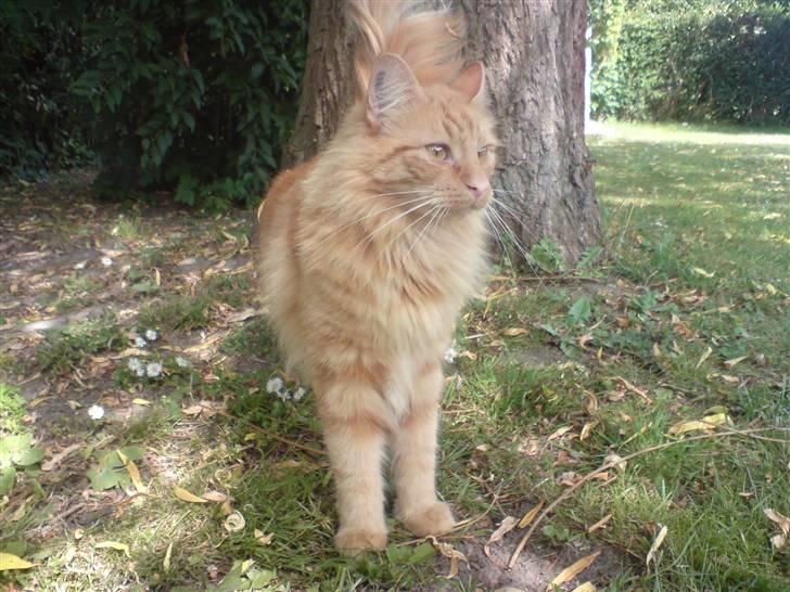 Blanding af racer Fanta (min fars) billede 10