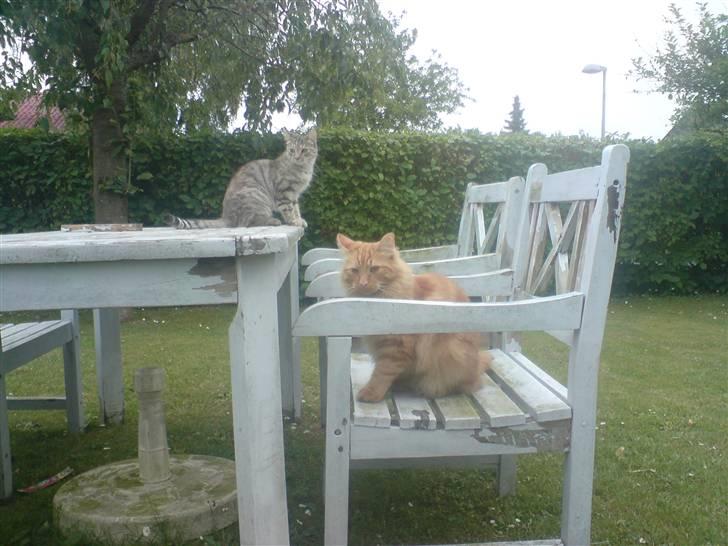 Blanding af racer Fanta (min fars) billede 11