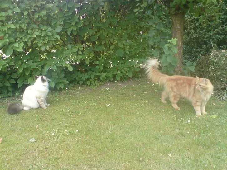 Blanding af racer Fanta (min fars) billede 12