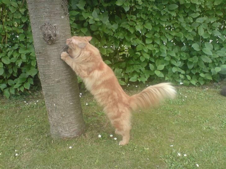 Blanding af racer Fanta (min fars) billede 13