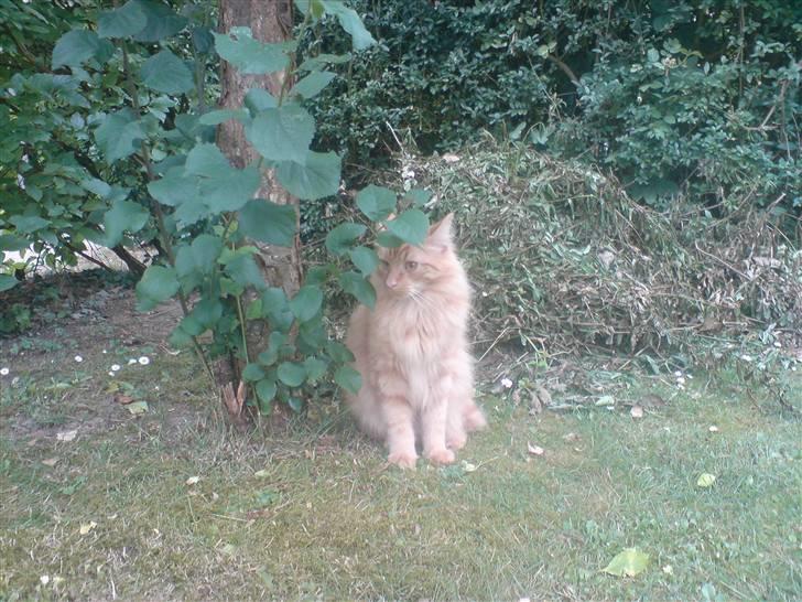 Blanding af racer Fanta (min fars) billede 14