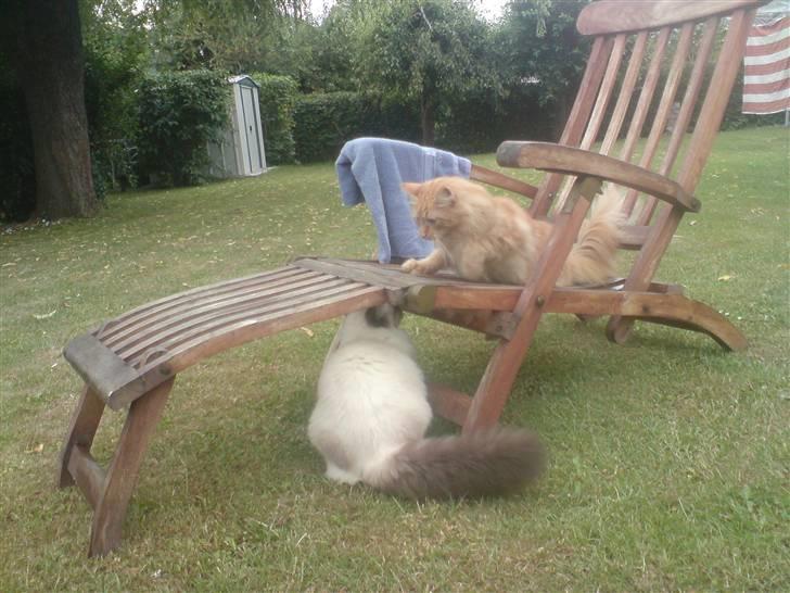 Blanding af racer Fanta (min fars) billede 15