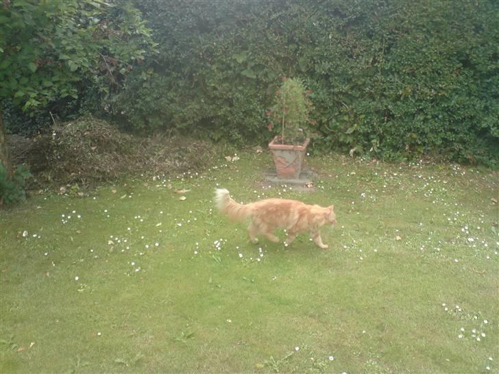 Blanding af racer Fanta (min fars) billede 16