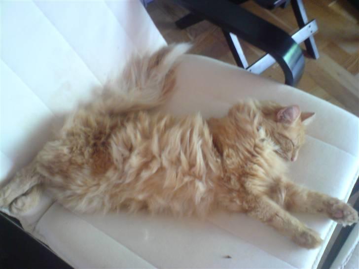 Blanding af racer Fanta (min fars) billede 17