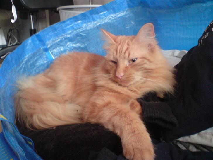 Blanding af racer Fanta (min fars) billede 18