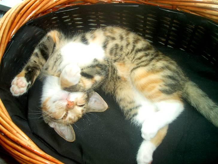 Blanding af racer Miv billede 10