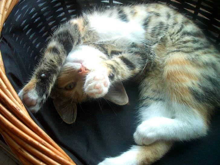 Blanding af racer Miv billede 11