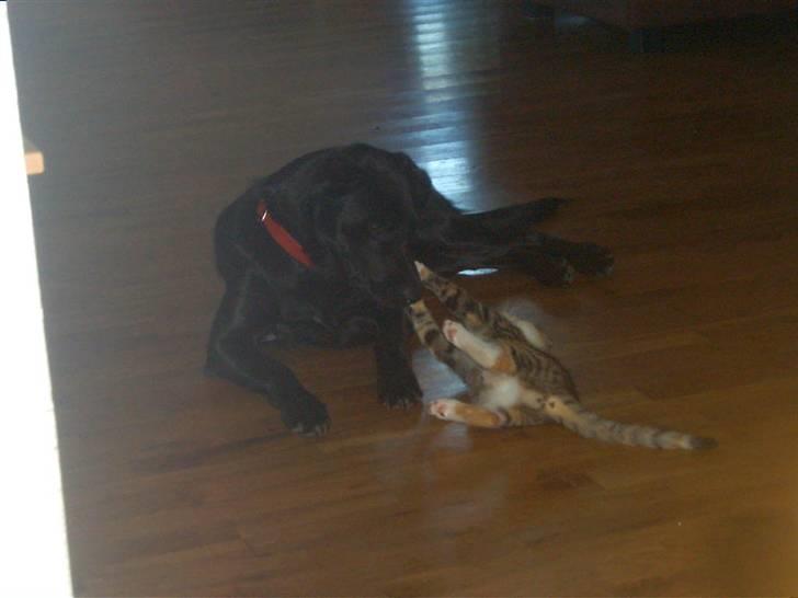 Blanding af racer Miv billede 12