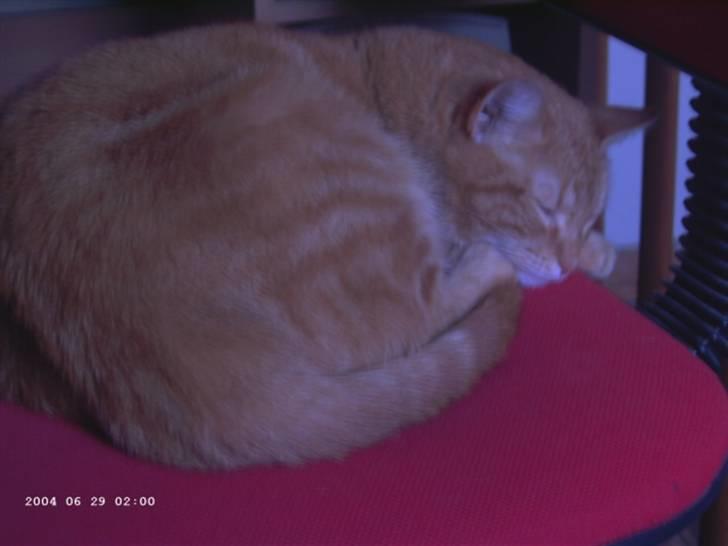 Huskat Polly - snok! zzzzzz billede 7