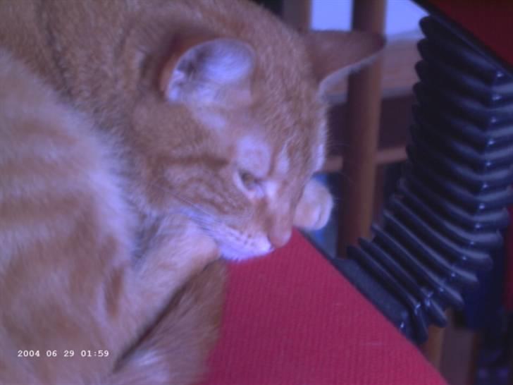 Huskat Polly - tager lige en slapper billede 12