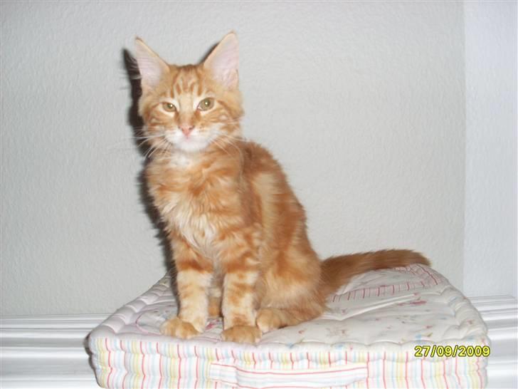 Maine Coon Oscar billede 1