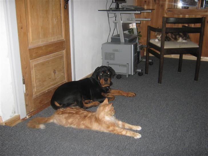 Maine Coon Garfild er blivet slogt snøft - se hvor jeg lang..... billede 13