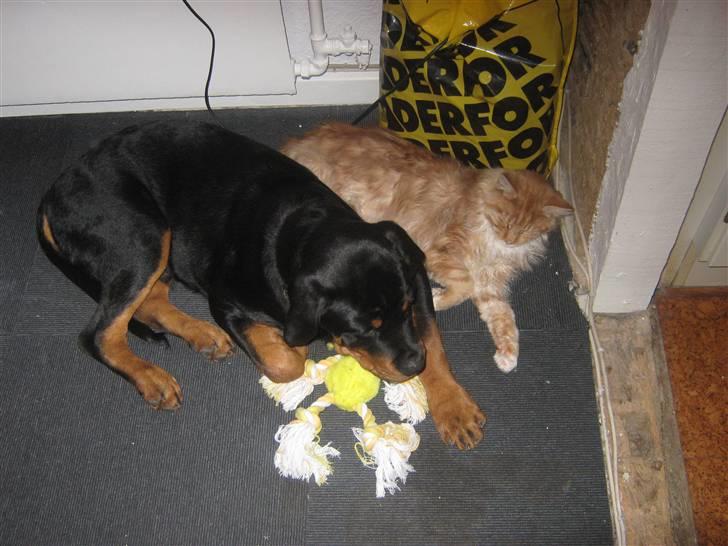 Maine Coon Garfild er blivet slogt snøft - Vi hygge gør vi... billede 14