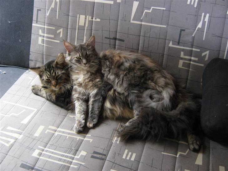 Maine Coon Apollo - Er vi ikke søde<3 billede 20