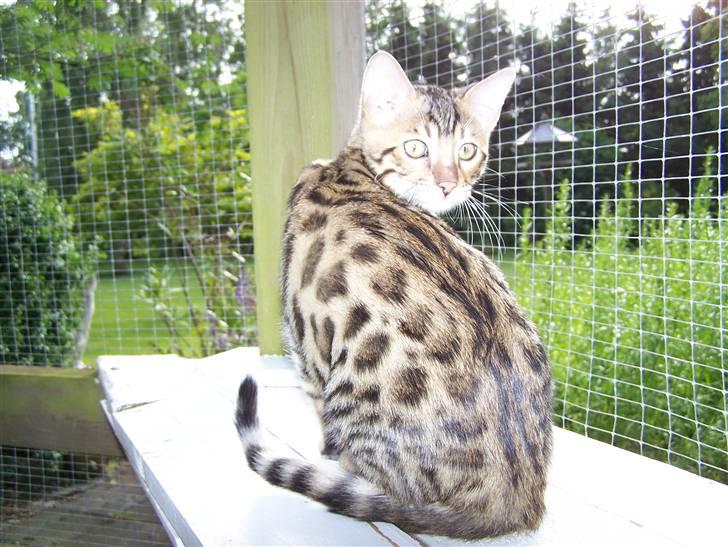 Bengal Charley billede 15