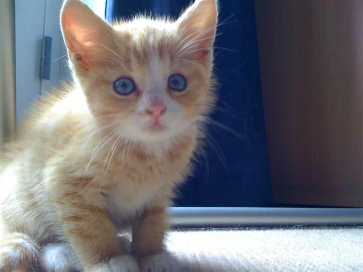 Huskat Micki billede 1