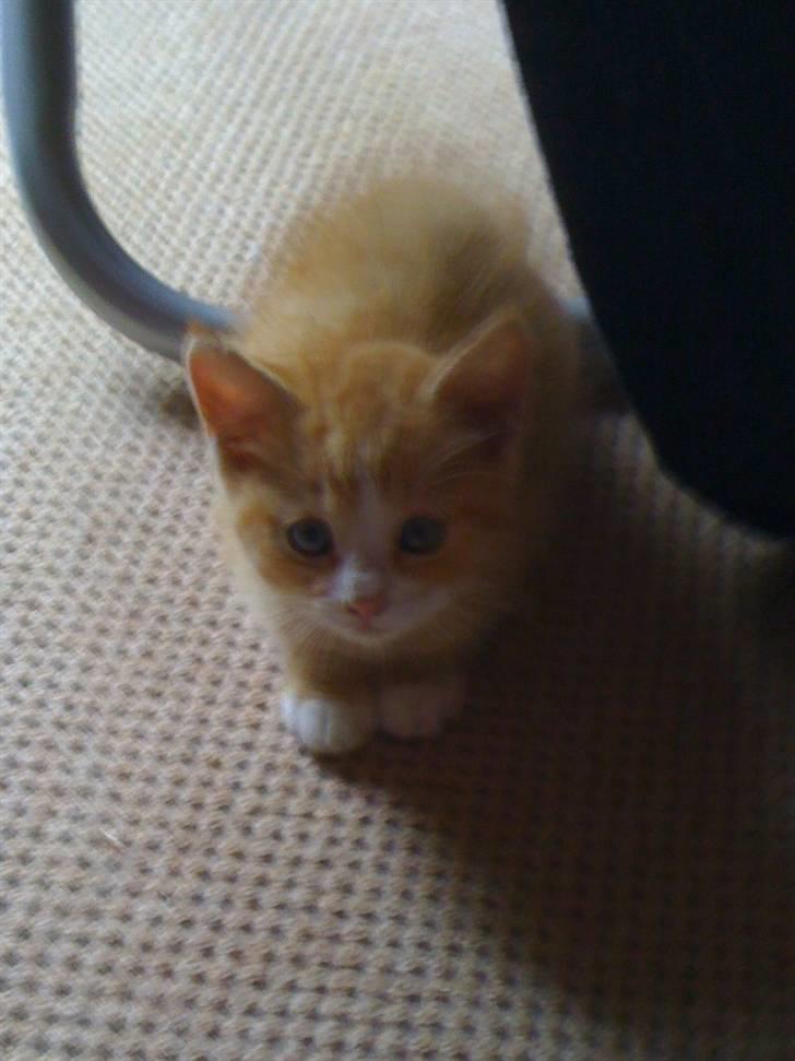 Huskat Micki billede 2